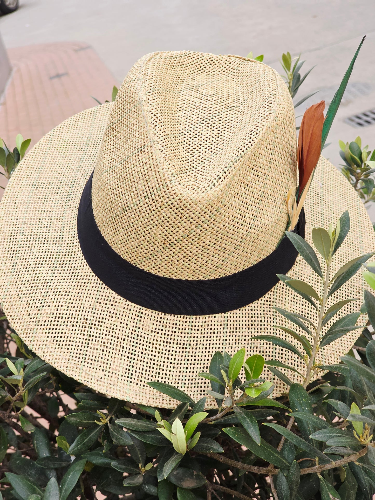 Sombrero Fedora