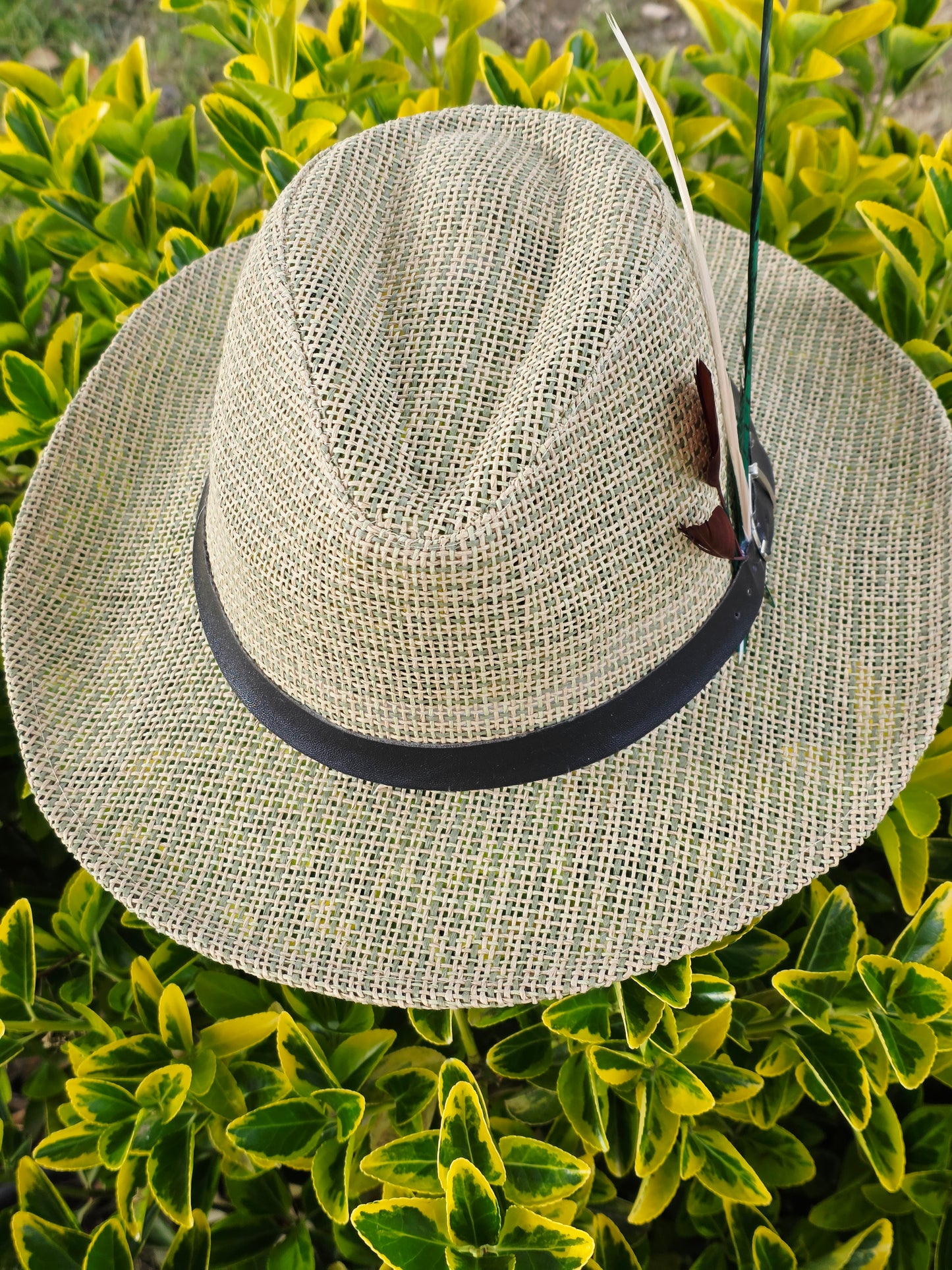 Sombrero Fedora